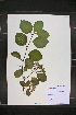  (Crataegus coccinioides - MT00179247)  @11 [ ] CreativeCommons - Attribution Non-Commercial (2012) MT Herbier Marie-Victorin