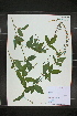  ( - MT00179581)  @11 [ ] CreativeCommons - Attribution Non-Commercial (2012) MT Herbier Marie-Victorin