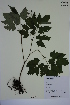  (Actaea rubra - MT00179740)  @11 [ ] CreativeCommons - Attribution Non-Commercial (2013) MT Herbier Marie-Victorin