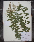  ( - MT00179831)  @11 [ ] CreativeCommons - Attribution Non-Commercial (2012) MT Herbier Marie-Victorin