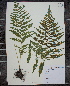  (Athyrium filix-femina var. angustum - MT00179834)  @11 [ ] CreativeCommons - Attribution Non-Commercial (2012) MT Herbier Marie-Victorin