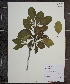  ( - MT00179950)  @11 [ ] CreativeCommons - Attribution Non-Commercial (2012) MT Herbier Marie-Victorin