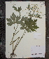  (Ranunculus recurvatus var. recurvatus - MT00179997)  @11 [ ] CreativeCommons - Attribution Non-Commercial (2012) MT Herbier Marie-Victorin