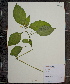  ( - MT00179998)  @11 [ ] CreativeCommons - Attribution Non-Commercial (2012) MT Herbier Marie-Victorin