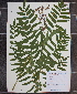  (Osmunda - MT00180070)  @11 [ ] CreativeCommons - Attribution Non-Commercial (2012) MT Herbier Marie-Victorin