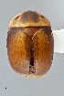  (Pallodes plateosus - UAIC1022257)  @11 [ ] CreativeCommons - Attribution Non-Commercial Share-Alike (2018) Wendy Moore University of Arizona