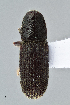  (Hylastes sp. 1 - UAIC1023005)  @11 [ ] CreativeCommons - Attribution Non-Commercial Share-Alike (2018) Wendy Moore University of Arizona