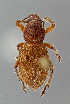  (Crocidema arizonica - UAIC1024559)  @11 [ ] CreativeCommons - Attribution Non-Commercial Share-Alike (2018) Wendy Moore University of Arizona