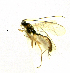  (Acrodactyla sp - HL-115)  @13 [ ] Unspecified (default): All Rights Reserved  Pham T. N. Unspecified