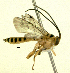  ( - Ich. 895)  @11 [ ] Unspecified (default): All Rights Reserved  Pham T. N. Unspecified