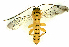 (Xanthopimpla sp - Ich. 918)  @13 [ ] Unspecified (default): All Rights Reserved  Pham T. N. Unspecified
