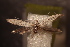  (Coleophora absinthi - NK2915)  @11 [ ] Copyright (2025) Natalia Kirichenko Sukachev institute of Forest SB RAS
