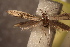  (Coleophora arta - NK2916)  @11 [ ] Copyright (2025) Natalia Kirichenko Sukachev institute of Forest SB RAS