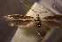  ( - NK2917)  @11 [ ] Copyright (2025) Natalia Kirichenko Sukachev institute of Forest SB RAS