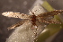  ( - NK2920)  @11 [ ] Copyright (2025) Natalia Kirichenko Sukachev institute of Forest SB RAS