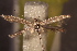  (Coleophora linosiris - NK2924)  @11 [ ] Copyright (2025) Natalia Kirichenko Sukachev institute of Forest SB RAS