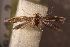  ( - NK2930)  @11 [ ] Copyright (2025) Natalia Kirichenko Sukachev institute of Forest SB RAS