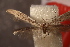  ( - NK2931)  @11 [ ] Copyright (2025) Natalia Kirichenko Sukachev institute of Forest SB RAS