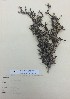  (Pittosporum crassicaule - PITTS033)  @11 [ ] Copyright (2016) CEC Gemmill University of Waikato