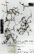  (Pittosporum lineare - PITTS046)  @11 [ ] Copyright (2016) Allan Herbarium, Landcare Research Lincoln, New Zealand Allan Herbarium, Landcare Research Lincoln, New Zealand