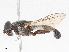  ( - CBG-A07119-G03)  @11 [ ] CreativeCommons - Attribution Share-Alike (2023) CBG Photography Group Centre for Biodiversity Genomics