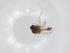  (Culicoides brevitarsis - CBG-A19983-F09)  @11 [ ] CreativeCommons - Attribution Share - Alike (2023) Centre for Biodiversity Genomics Centre for Biodiversity Genomics