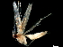  (malaiseGraci01 Malaise1931 - BIOUG43799-H02)  @11 [ ] CreativeCommons - Attribution (2019) CBG Photography Group Centre for Biodiversity Genomics