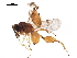  ( - BIOUG43806-A05)  @11 [ ] CreativeCommons - Attribution (2019) CBG Photography Group Centre for Biodiversity Genomics