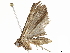  (erebidBioLep01 Malaise6483 - BIOUG44452-G02)  @11 [ ] CreativeCommons - Attribution (2019) CBG Photography Group Centre for Biodiversity Genomics