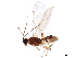  ( - BIOUG44129-A07)  @11 [ ] CreativeCommons - Attribution (2019) CBG Photography Group Centre for Biodiversity Genomics