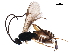  (Dolichogenidea claudiadoblesae - BIOUG44129-B02)  @15 [ ] CreativeCommons - Attribution (2019) CBG Photography Group Centre for Biodiversity Genomics