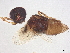  ( - BIOUG44134-D10)  @11 [ ] CreativeCommons - Attribution (2022) CBG Photography Group Centre for Biodiversity Genomics