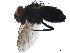  (Lixophaga Janzen7964 - BIOUG44433-C10)  @11 [ ] CreativeCommons - Attribution (2019) CBG Photography Group Centre for Biodiversity Genomics