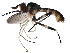  (Stylogaster magna - BIOUG44433-F02)  @11 [ ] CreativeCommons - Attribution (2019) CBG Photography Group Centre for Biodiversity Genomics