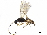 (Hormius hectoraritai - BIOUG44643-B02)  @11 [ ] CreativeCommons - Attribution (2019) CBG Photography Group Centre for Biodiversity Genomics