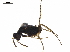  ( - BIOUG44173-C05)  @11 [ ] CreativeCommons - Attribution (2019) CBG Photography Group Centre for Biodiversity Genomics