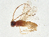  (Phanerotoma JMalaise0598 - BIOUG44707-D06)  @11 [ ] CreativeCommons - Attribution (2021) CBG Photography Group Centre for Biodiversity Genomics