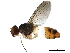  (Clausicella Janzen3518 - BIOUG44437-A09)  @11 [ ] CreativeCommons - Attribution (2019) CBG Photography Group Centre for Biodiversity Genomics