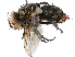  (Adejeania Janzen9693 - BIOUG44237-B03)  @11 [ ] CreativeCommons - Attribution (2019) CBG Photography Group Centre for Biodiversity Genomics