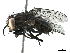  (sarcJanzen01 Janzen4275 - BIOUG44275-D02)  @11 [ ] CreativeCommons - Attribution (2019) CBG Photography Group Centre for Biodiversity Genomics