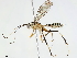  (Diradops - BIOUG44276-B03)  @15 [ ] CreativeCommons - Attribution (2019) CBG Photography Group Centre for Biodiversity Genomics
