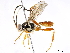  (ichneuMalaise01 malaise0120 - BIOUG44276-D03)  @11 [ ] CreativeCommons - Attribution (2019) CBG Photography Group Centre for Biodiversity Genomics