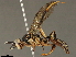  (Macrojoppa Wahl6150 - BIOUG48948-C07)  @14 [ ] CreativeCommons - Attribution (2020) CBG Photography Group Centre for Biodiversity Genomics