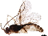  ( - BIOUG44305-A05)  @11 [ ] CreativeCommons - Attribution (2019) CBG Photography Group Centre for Biodiversity Genomics