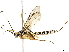  (Meniscomorpha Malaise9150 - BIOUG44374-F01)  @11 [ ] CreativeCommons - Attribution (2019) CBG Photography Group Centre for Biodiversity Genomics