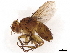 (Ceromya Wood01 - BIOUG49629-B08)  @11 [ ] CreativeCommons - Attribution (2021) CBG Photography Group Centre for Biodiversity Genomics