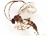  ( - BIOUG49947-B06)  @11 [ ] CreativeCommons - Attribution (2021) CBG Photography Group Centre for Biodiversity Genomics