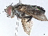  ( - BIOUG49439-C11)  @11 [ ] CreativeCommons - Attribution (2020) CBG Photography Group Centre for Biodiversity Genomics