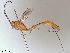  (Xiphosomella Malaise7184 - BIOUG49452-C05)  @11 [ ] CreativeCommons - Attribution (2020) CBG Photography Group Centre for Biodiversity Genomics