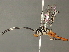  (cryptJanzen01 Malaise9121 - BIOUG49467-B02)  @11 [ ] CreativeCommons - Attribution (2020) CBG Photography Group Centre for Biodiversity Genomics